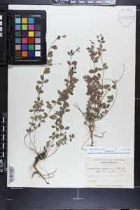 Lespedeza repens image