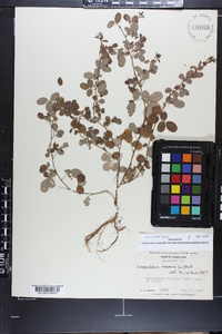 Lespedeza repens image