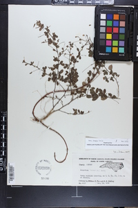 Lespedeza repens image