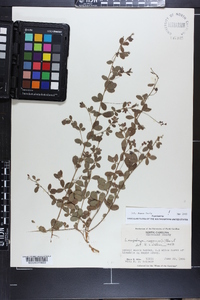 Lespedeza repens image