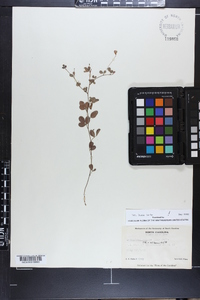 Lespedeza repens image