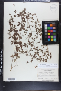 Lespedeza repens image