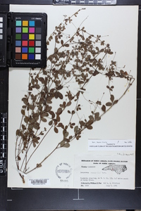 Lespedeza repens image