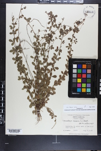 Lespedeza repens image