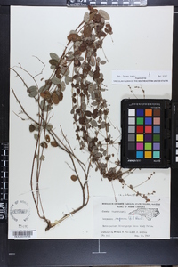 Lespedeza repens image