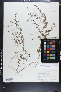 Lespedeza repens image