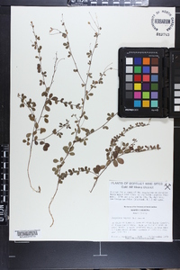 Lespedeza repens image