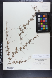 Lespedeza repens image