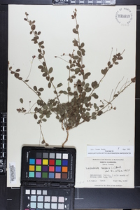 Lespedeza repens image