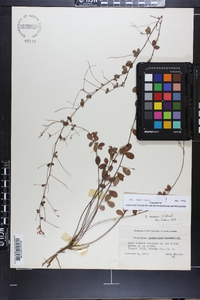 Lespedeza repens image