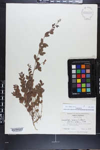 Lespedeza repens image