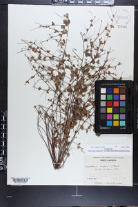 Lespedeza repens image