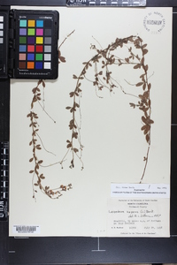 Lespedeza repens image