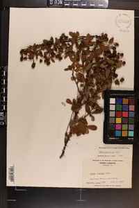 Rubus cuneifolius image