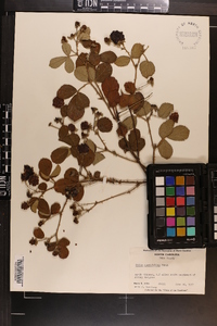 Rubus cuneifolius image