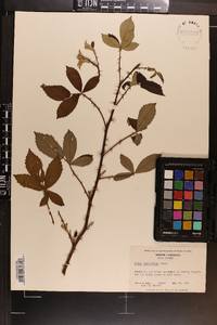 Rubus cuneifolius image