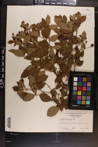 Rubus cuneifolius image