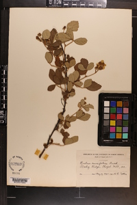 Rubus cuneifolius image