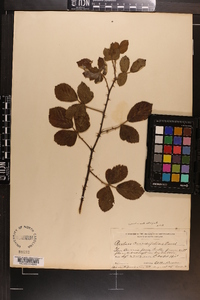 Rubus cuneifolius image