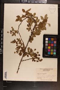 Rubus cuneifolius image