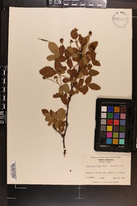 Rubus cuneifolius image