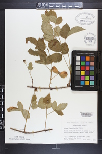 Rubus flagellaris image