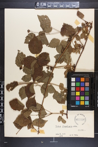 Rubus flagellaris image