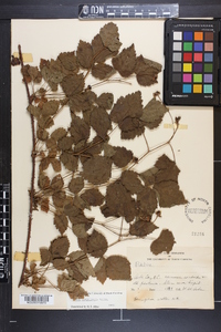 Rubus flagellaris image