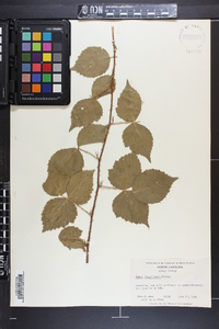 Rubus flagellaris image