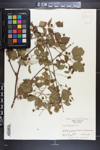 Rubus flagellaris image