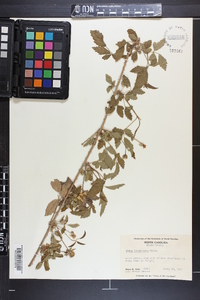 Rubus flagellaris image