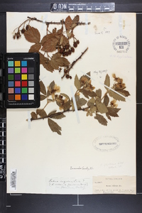 Rubus flagellaris image