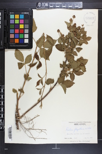 Rubus flagellaris image