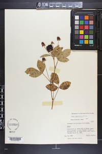 Rubus flagellaris image