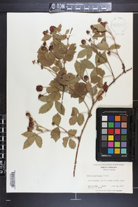 Rubus flagellaris image