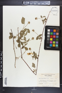 Rubus flagellaris image