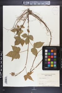 Rubus flagellaris image