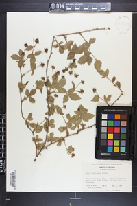 Rubus flagellaris image