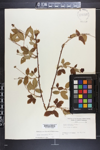 Rubus flagellaris image