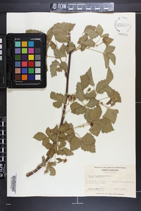 Rubus flagellaris image