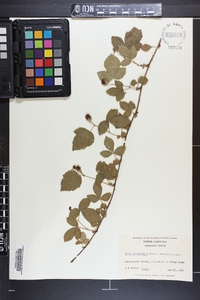 Rubus flagellaris image