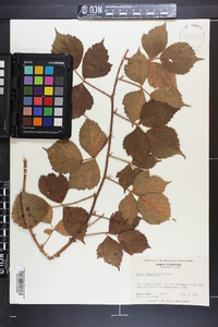 Rubus flagellaris image