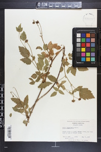 Rubus flagellaris image