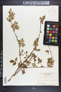 Rubus flagellaris image