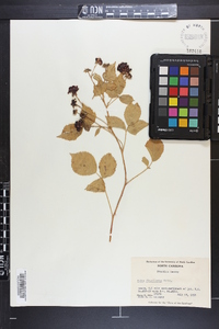 Rubus flagellaris image