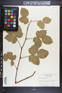 Rubus flagellaris image