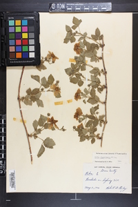 Rubus flagellaris image