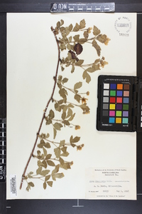 Rubus flagellaris image