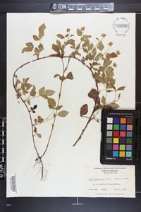 Rubus flagellaris image