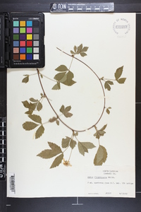 Rubus flagellaris image